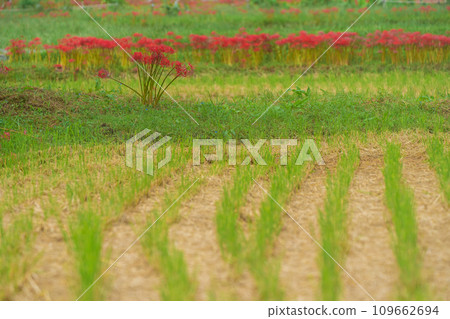 京都的紅蜘蛛百合盛開地－龜岡市曾我部町 109662694
