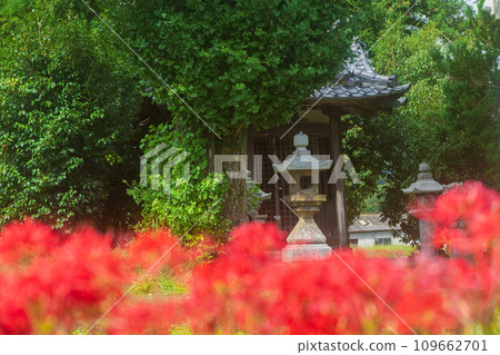 京都的紅蜘蛛百合盛開地－龜岡市曾我部町 109662701