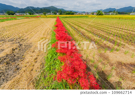 京都的紅蜘蛛百合盛開地-龜岡市曾我部町 京都的紅蜘蛛百合盛開地-龜岡市曾我部町 109662714