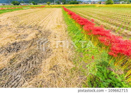 京都的紅蜘蛛百合盛開地－龜岡市曾我部町 109662715