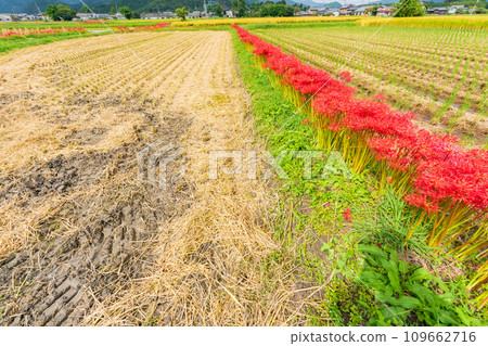京都的紅蜘蛛百合盛開地-龜岡市曾我部町 京都的紅蜘蛛百合盛開地-龜岡市曾我部町 109662716
