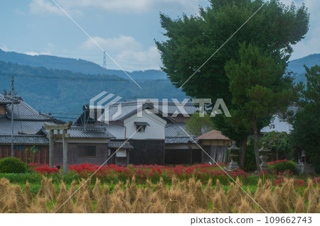 京都的紅蜘蛛百合盛開地-龜岡市曾我部町 京都的紅蜘蛛百合盛開地-龜岡市曾我部町 109662743