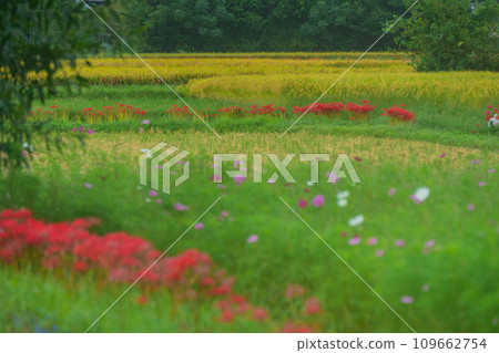 京都的紅蜘蛛百合盛開地－龜岡市曾我部町 109662754