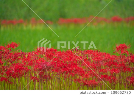 京都的紅蜘蛛百合盛開地－龜岡市曾我部町 109662780