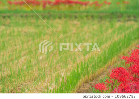 京都的紅蜘蛛百合盛開地－龜岡市曾我部町 109662782