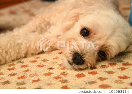 Relax and unwind in Malpu 109663114