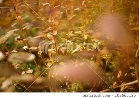 千屈菜葉子在冬天的空氣中變成金紅色,幾乎呈現金黃色。 千屈菜葉子在冬天的空氣中變成金紅色,幾乎呈現金黃色。 109663150