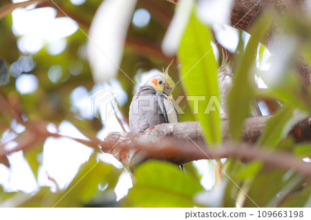 wild cockatiel wild cockatiel 109663198