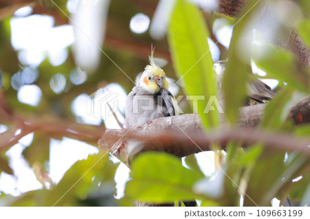 野生玄鳳鸚鵡 109663199