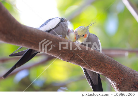 wild cockatiel wild cockatiel 109663200