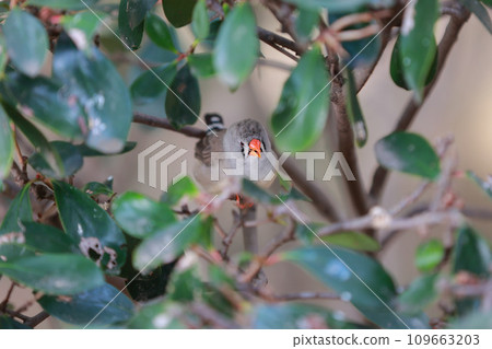 Zebra finch perching on a tree branch 109663203