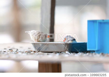 吃食物的斑胸草雀 吃食物的斑胸草雀 109663205