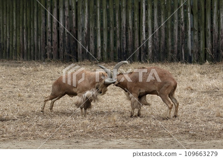 兩隻巴巴里羊打角 兩隻巴巴里羊打角 109663279