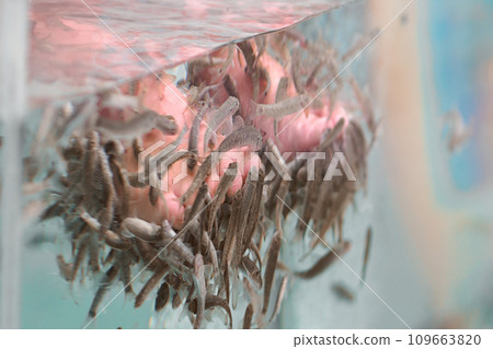 Foot peeling with garra rufa fish. View of legs in aquarium with fish. 109663820