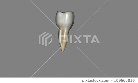 The mandibular second molar resembles the mandibular first permanent molar 109663836