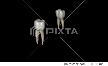 The mandibular second molar resembles the mandibular first permanent molar The mandibular second molar resembles the mandibular first permanent molar 109663840