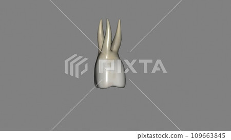 The maxillary second molar is the tooth located distally from both the maxillary first molars 109663845