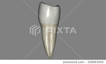 The mandibular second premolar is the tooth located distally from both the mandibular first premolars of the mouth 109663848