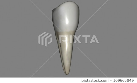 The mandibular second premolar is the tooth located distally from both the mandibular first premolars of the mouth 109663849