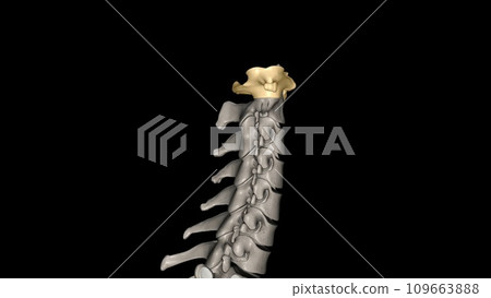 The atlas (plural: atlases) is the first cervical vertebra, commonly called C1 109663888