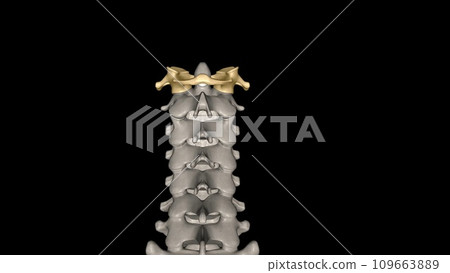 The atlas (plural: atlases) is the first cervical vertebra, commonly called C1 109663889