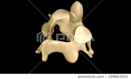 The Axis (C2 vertebra) also known as epistropheus forms the pivot upon which the first cervical vertebra (the Atlas) The Axis (C2 vertebra) also known as epistropheus forms the pivot upon which the first cervical vertebra (the Atlas) 109663903
