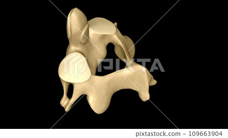 The Axis (C2 vertebra) also known as epistropheus forms the pivot upon which the first cervical vertebra (the Atlas) The Axis (C2 vertebra) also known as epistropheus forms the pivot upon which the first cervical vertebra (the Atlas) 109663904