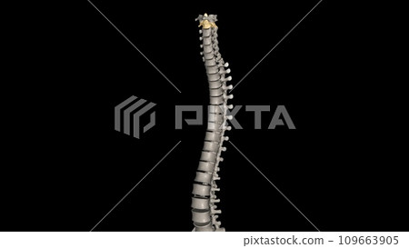 The Axis (C2 vertebra) also known as epistropheus forms the pivot upon which the first cervical vertebra (the Atlas) The Axis (C2 vertebra) also known as epistropheus forms the pivot upon which the first cervical vertebra (the Atlas) 109663905