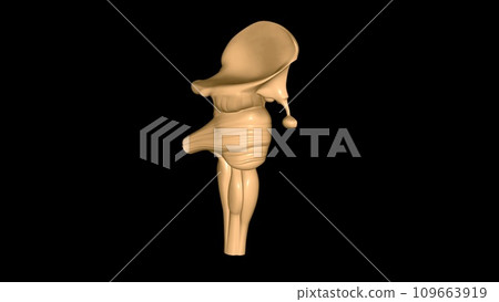 brainstem is the bottom, stalklike portion of your brain. It connects your brain to your spinal cord brainstem is the bottom, stalklike portion of your brain. It connects your brain to your spinal cord 109663919