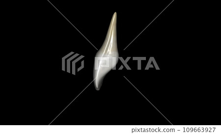 The maxillary canine presents with only one cusp on its incisal surface 109663927