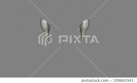 The mandibular canine is the tooth located distally from both mandibular lateral incisors 109663941