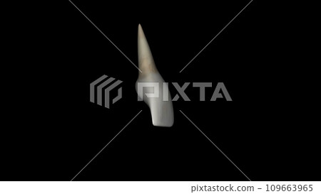 The maxillary central incisors are centered in the maxilla, one on either side of the median line 109663965