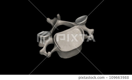 The C3 vertebra is a bone of the cervical spine found in the neck around the chin and hyoid bone 109663988