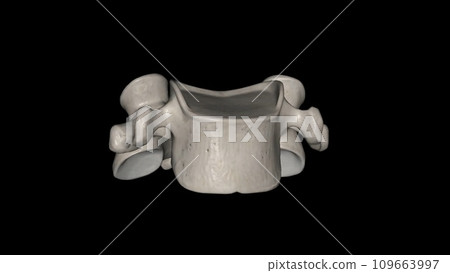 The fourth cervical vertebra (C4) is centrally located in the cervical (or neck) region of the spinal column The fourth cervical vertebra (C4) is centrally located in the cervical (or neck) region of the spinal column 109663997