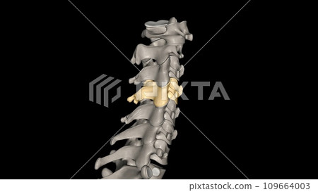 The fourth cervical vertebra (C4) is centrally located in the cervical (or neck) region of the spinal column The fourth cervical vertebra (C4) is centrally located in the cervical (or neck) region of the spinal column 109664003