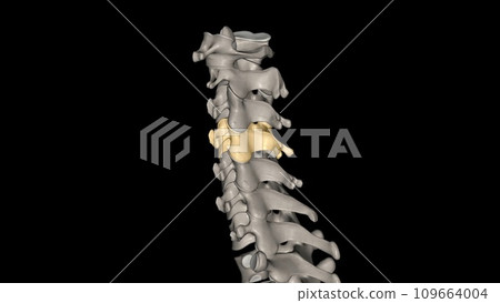 The fourth cervical vertebra (C4) is centrally located in the cervical (or neck) region of the spinal column 109664004