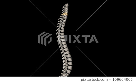 C5 provides sensation to the upper part of your upper arm down to your elbow C5 provides sensation to the upper part of your upper arm down to your elbow 109664005