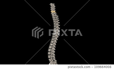 C5 provides sensation to the upper part of your upper arm down to your elbow C5 provides sensation to the upper part of your upper arm down to your elbow 109664008