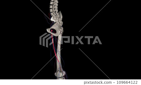 The femoral artery is a large artery in the thigh and the main arterial supply to the thigh and leg 109664122