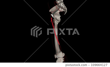 The femoral artery is a large artery in the thigh and the main arterial supply to the thigh and leg 109664127