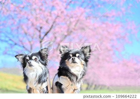 兩隻友善的吉娃娃狗和一排盛開的櫻花樹，神櫻康之 109664222