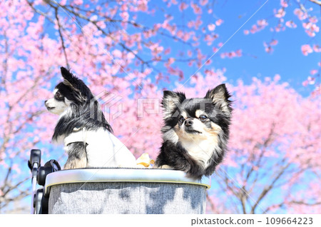 A friendly Chihuahua, Kansakura Yasuyuki, takes a walk in a dog cart along a row of cherry blossom trees in full bloom. A friendly Chihuahua, Kansakura Yasuyuki, takes a walk in a dog cart along a row of cherry blossom trees in full bloom. 109664223