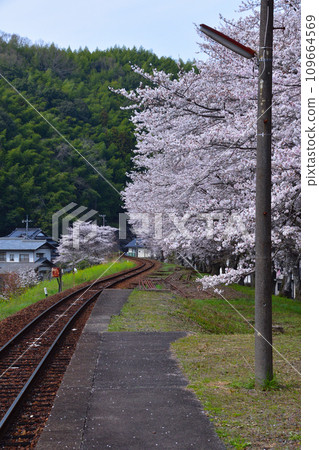 Sakurakei, Nishikigawa Railway, near Seiryu Shin-Iwakuni Station 109664569