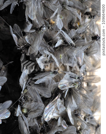 Zelkova aphid 109664600