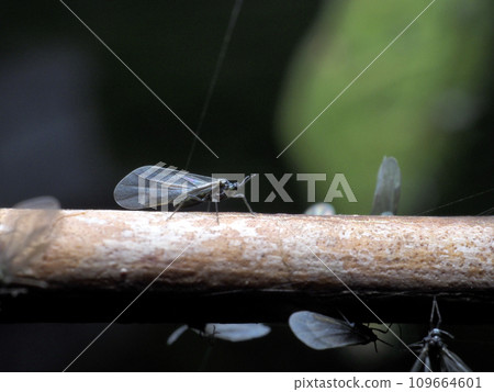 Zelkova aphid 109664601