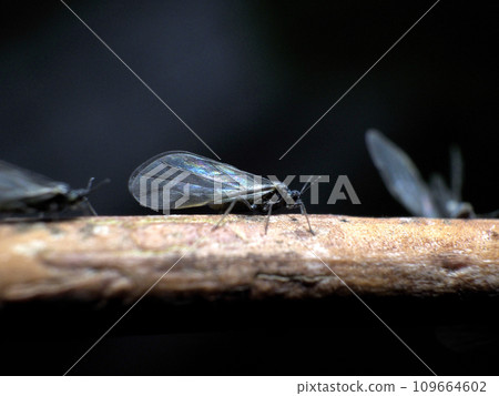 櫸蚜 櫸蚜 109664602