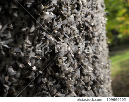 Zelkova aphid 109664605