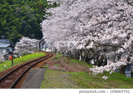 Sakurakei, Nishikigawa Railway, near Seiryu Shin-Iwakuni Station 109664702