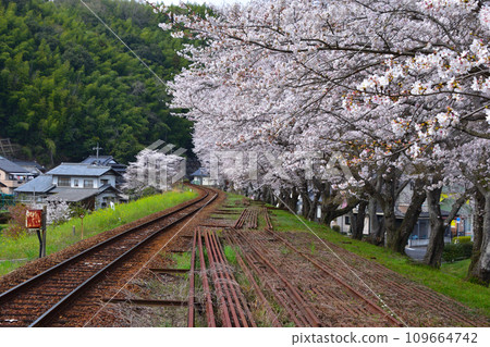 櫻井、錦川鐵道、青龍新岩國站附近 櫻井、錦川鐵道、青龍新岩國站附近 109664742