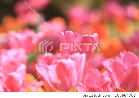 鬱金香，紅色鬱金香，盛開的鬱金香 109664768